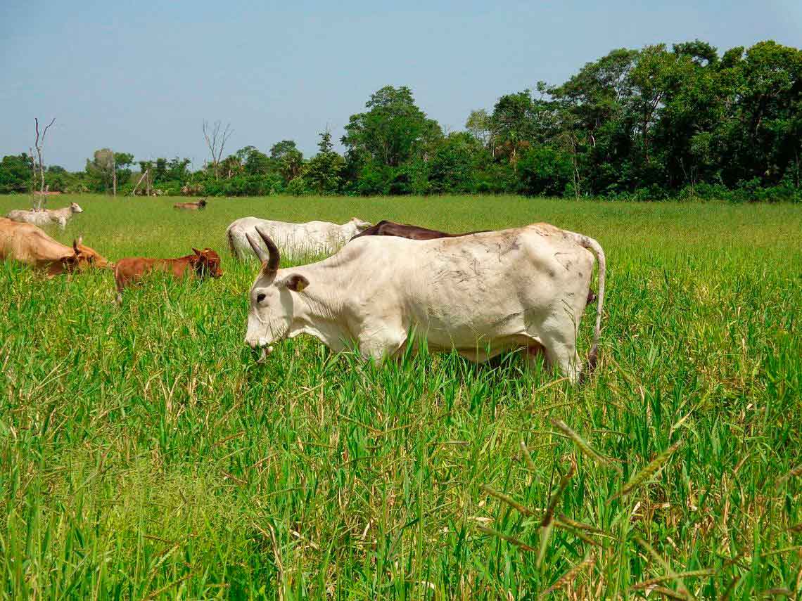 ganado pastoreando pasto hibrido