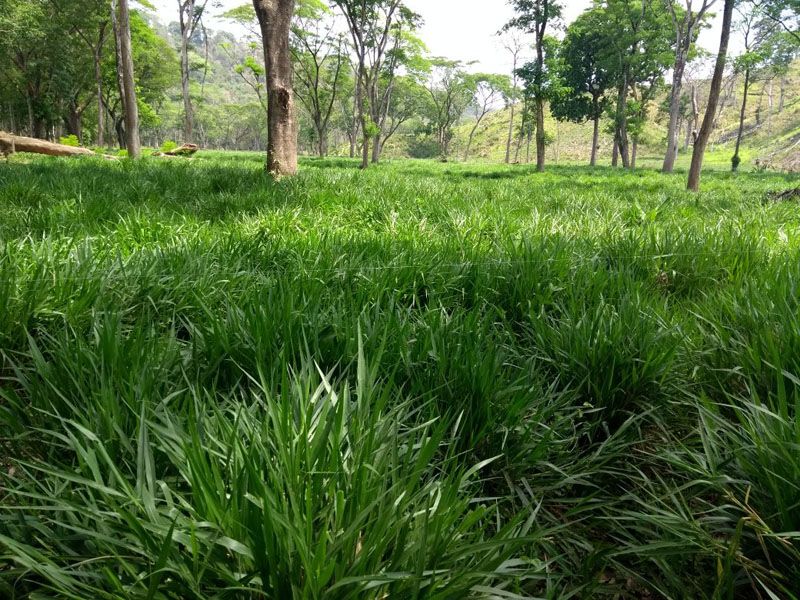 pradera de pasto hibrido