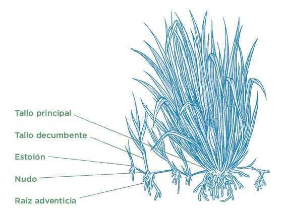 pasto-cayman-caracteristicas