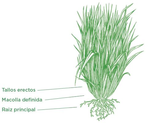 caracteristicas pasto cobra