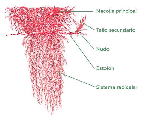 pasto mulato 2 caracteristicas