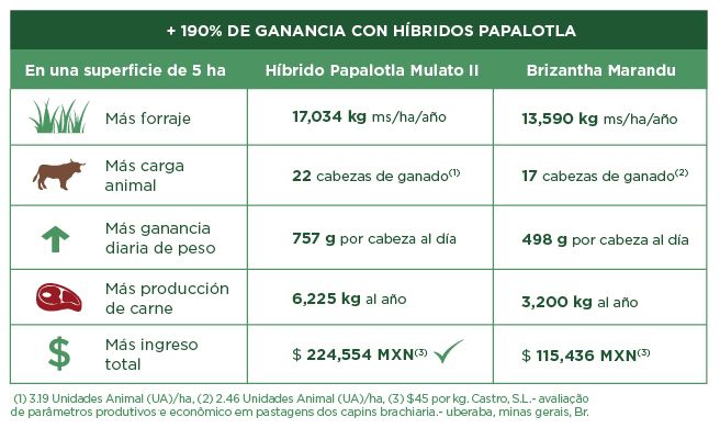 pasto mulato 2 caracteristicas