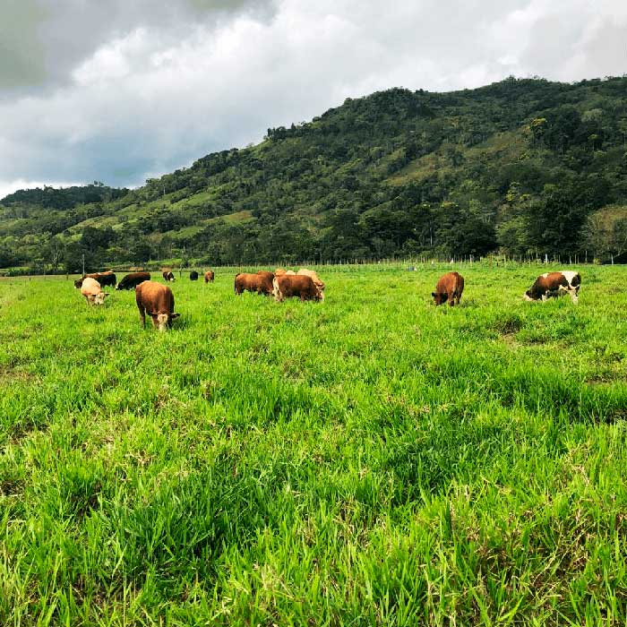 pasto camello pradera