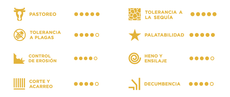 caracteristicas del pasto mestizo