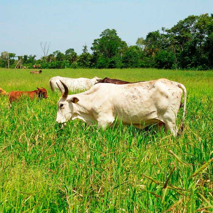 pradera de pasto cayman