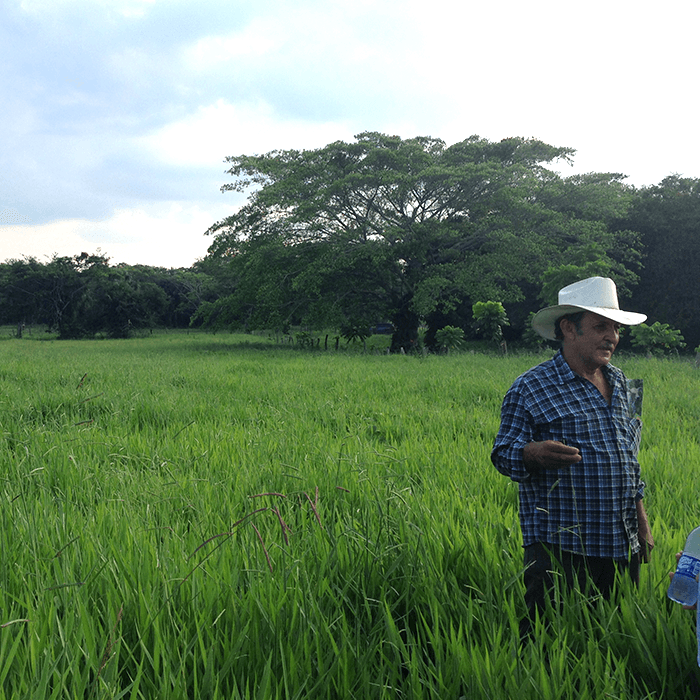 pradera pasto cobra