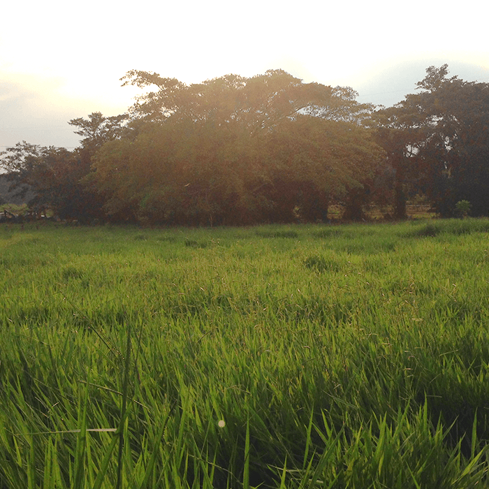 pasto cobra pradera