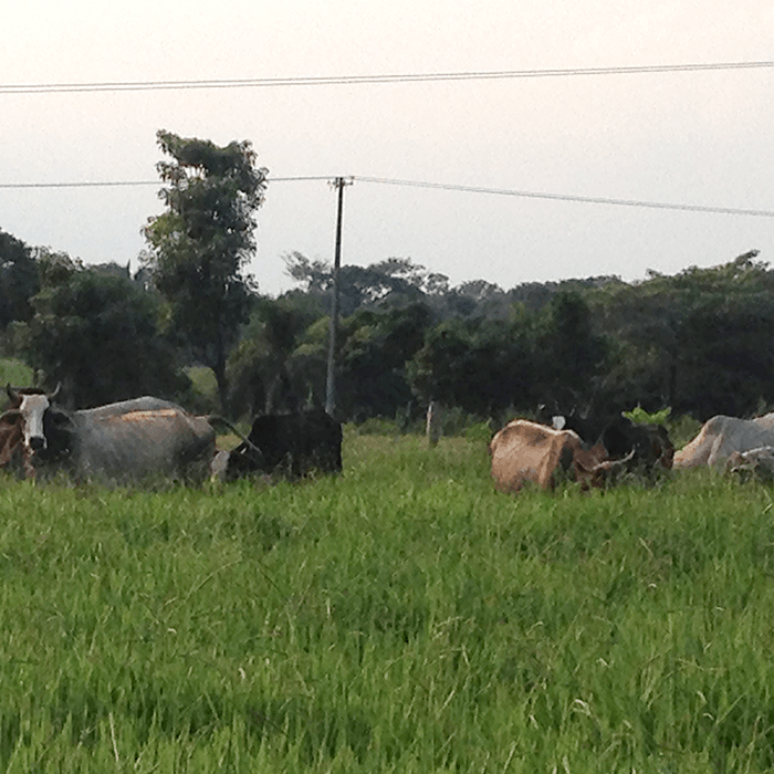 pasto cobrapradera