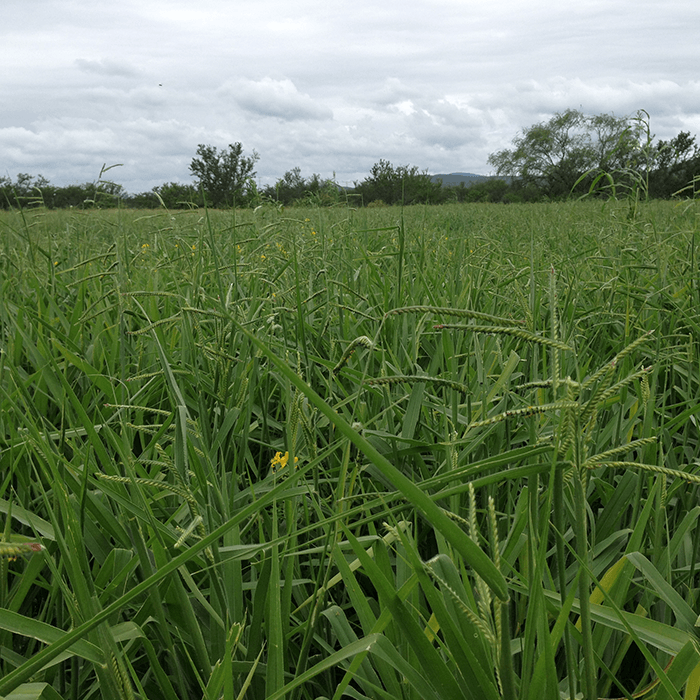 pradera pasto cobra