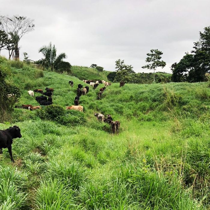 pradera de pasto mestizo