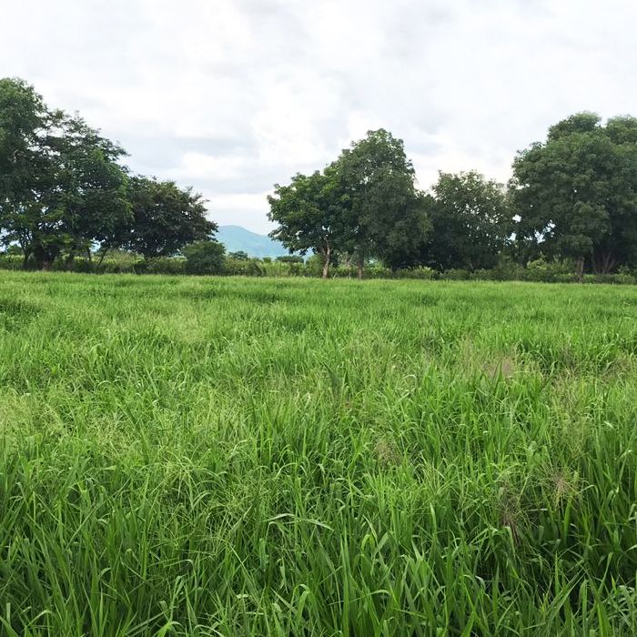 pradera de pasto mestizo