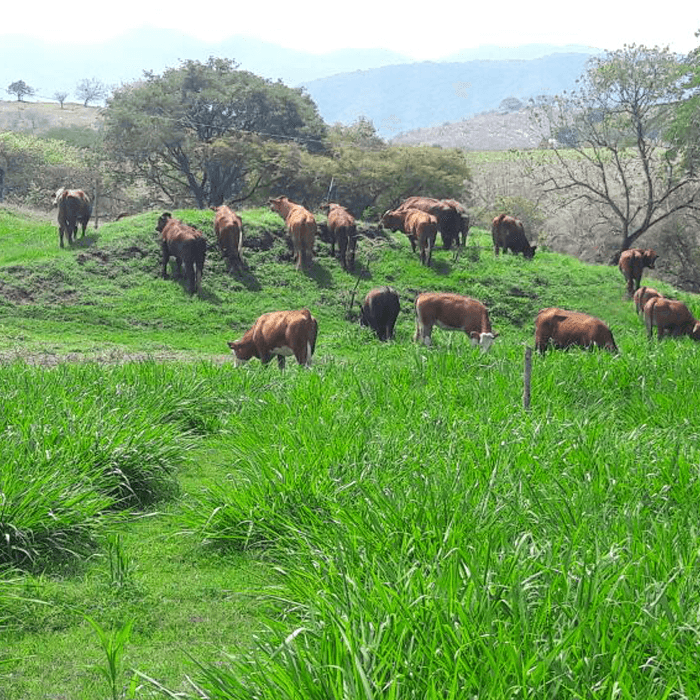 pasto mombasa pradera