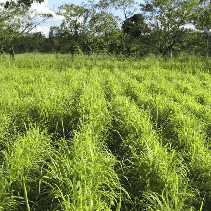 pasto tanzania pradera