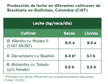 pasto mulato 2 caracteristicas