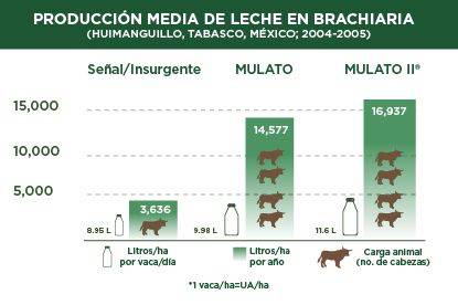 pasto mulato 2 produccion