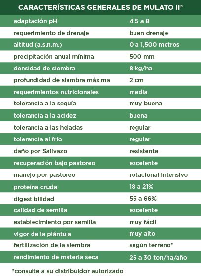 pasto mulato 2 ficha tecnica