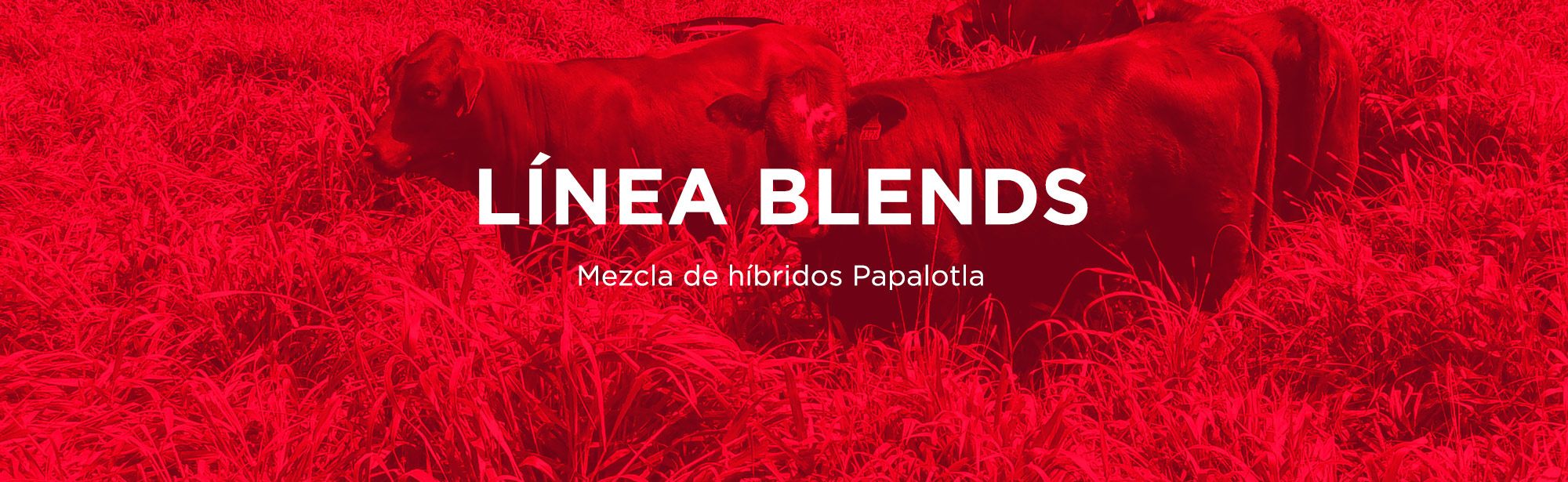 pasto mestizo blend